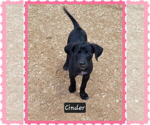 Mutt Dogs for adoption in Granbury, TX, USA