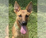Small #1 German Shepherd Dog Mix