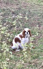 Cavalier King Charles Spaniel Puppy for sale in LAS CRUCES, NM, USA