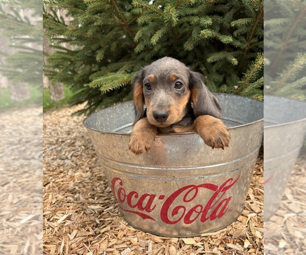 Medium Photo #2 Dachshund Puppy For Sale in MIDDLEBURY, IN, USA