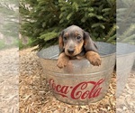 Small #1 Dachshund