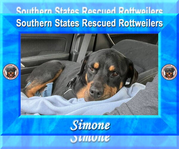 Medium Photo #3 Rottweiler-Unknown Mix Puppy For Sale in White Hall, AR, USA