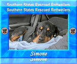 Small #2 Rottweiler Mix