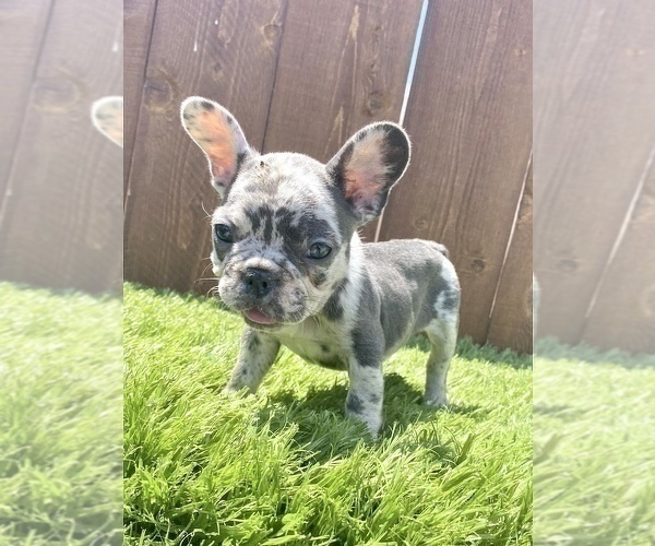 Medium Photo #18 French Bulldog Puppy For Sale in MANCHESTER, NH, USA