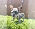 Small Photo #18 French Bulldog Puppy For Sale in MANCHESTER, NH, USA