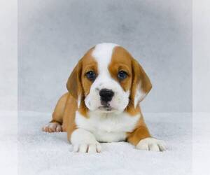 Beagle-English Bulldog Mix Puppy for sale in HOLMESVILLE, OH, USA