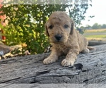 Puppy 5 Buttercup Goldendoodle (Miniature)