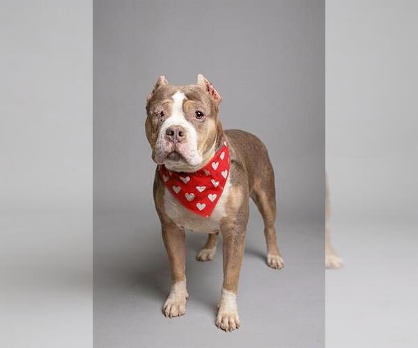 Medium Photo #1 American Bulldog-Unknown Mix Puppy For Sale in Belleville, IL, USA