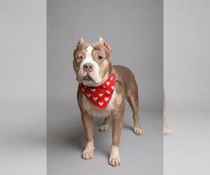 American Bulldog-Unknown Mix Dogs for adoption in Belleville, IL, USA