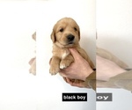 Small Photo #10 Golden Retriever Puppy For Sale in BOISE, ID, USA