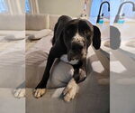 Small #24 Boxer-Great Dane Mix