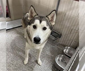 Siberian Husky Dogs for adoption in Murfreesboro, TN, USA
