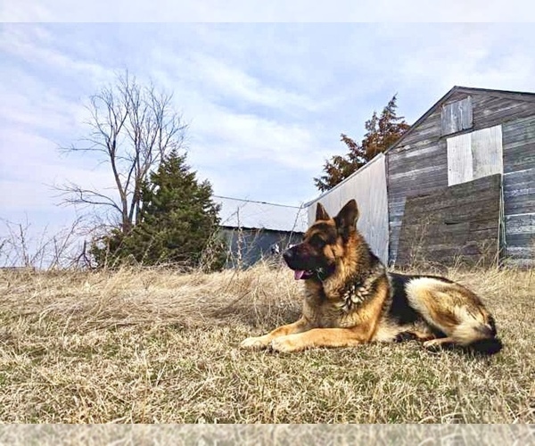 Medium Photo #20 German Shepherd Dog Puppy For Sale in BRIGHTON, CO, USA