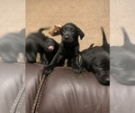 Small Photo #1 Labrador Retriever Puppy For Sale in SWEET HOME, OR, USA