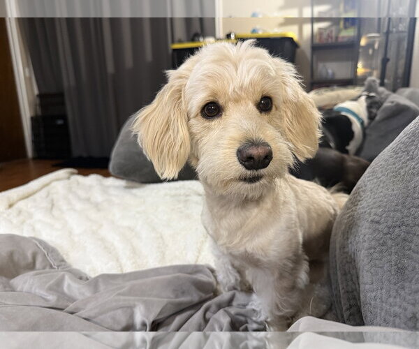 Medium Photo #3 Cock-A-Poo-Unknown Mix Puppy For Sale in Phoenix, AZ, USA