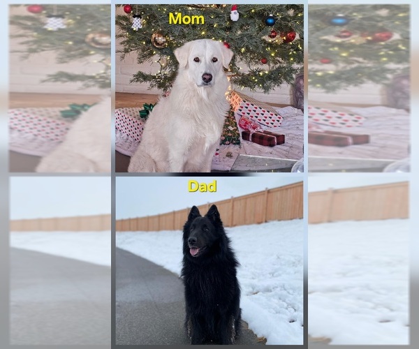Medium Photo #6 Belgian Sheepdog-Great Pyrenees Mix Puppy For Sale in ALBUQUERQUE, NM, USA