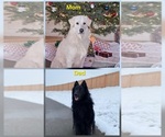 Small #5 Belgian Sheepdog-Great Pyrenees Mix