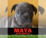 Image preview for Ad Listing. Nickname: FRENCH BULLDOG