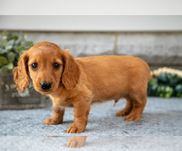 Medium Photo #20 Dachshund Puppy For Sale in NAPPANEE, IN, USA