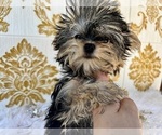 Small #7 Yorkshire Terrier