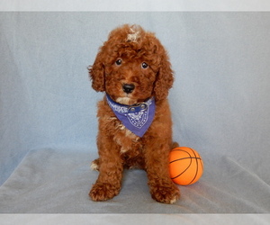 Goldendoodle (Miniature) Puppy for sale in MILLERSBURG, OH, USA