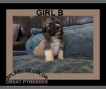 Small Photo #2 Great Pyrenees Puppy For Sale in CHARLOTTE, MI, USA