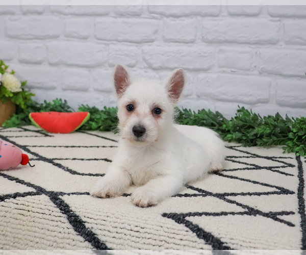 Medium Photo #11 West Highland White Terrier Puppy For Sale in SYRACUSE, IN, USA