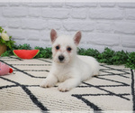 Small #10 West Highland White Terrier