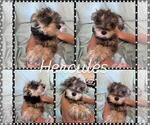 Puppy Hercules Schnauzer (Miniature)
