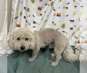 Poodle (Miniature) Dogs for adoption in Modesto, CA, USA
