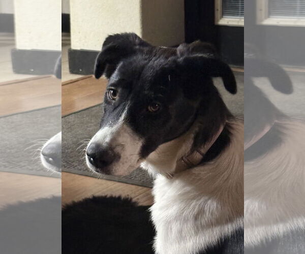 Medium Photo #2 Border Collie-Unknown Mix Puppy For Sale in Rockaway, NJ, USA
