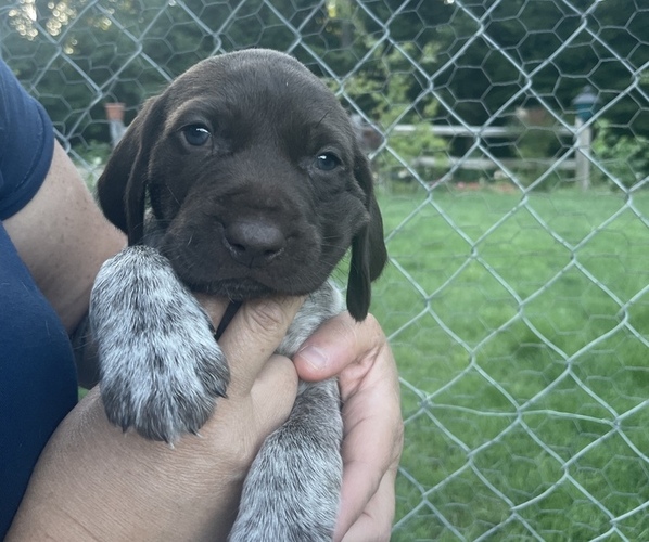 Medium Photo #10 German Shorthaired Pointer Puppy For Sale in DALLAS, OR, USA