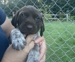 Small Photo #10 German Shorthaired Pointer Puppy For Sale in DALLAS, OR, USA