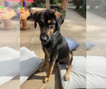 Small #1 Gordon Setter-Labrador Retriever Mix