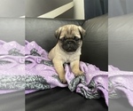 Small Photo #11 Pug Puppy For Sale in LITTLE FALLS, NJ, USA