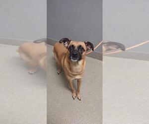 Puggle Dogs for adoption in Las Vegas, NV, USA