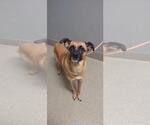 Small Puggle