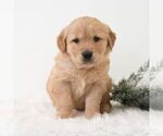 Small #4 Golden Retriever