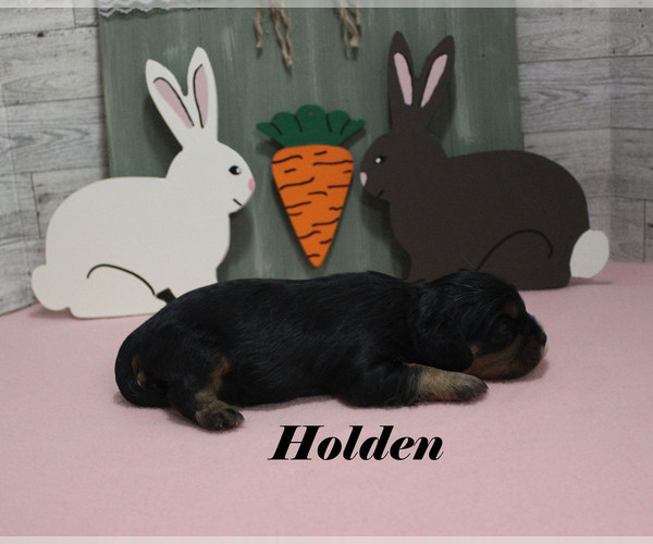 Medium Photo #6 Cavalier King Charles Spaniel Puppy For Sale in CHANUTE, KS, USA