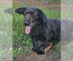 Small #2 Mutt