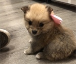 Small Photo #1 Pomeranian Puppy For Sale in LEANDER, TX, USA