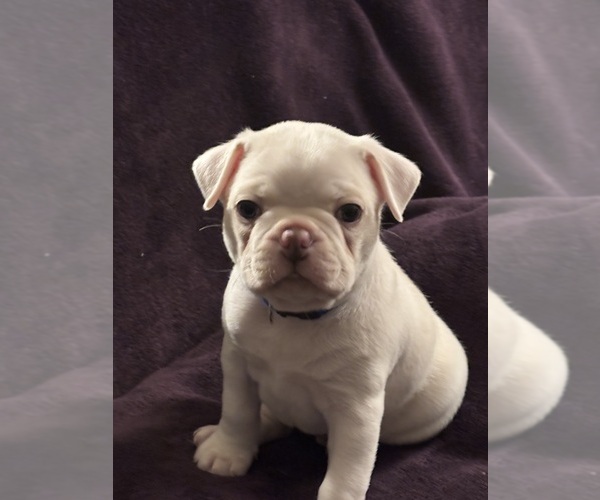 Medium Photo #20 Boston Terrier Puppy For Sale in HAMDEN, CT, USA