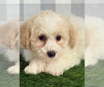 Small Poochon
