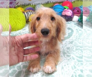 Chiweenie-Poodle (Toy) Mix Puppy for sale in RATTAN, OK, USA