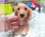 Image preview for Ad Listing. Nickname: Bongo