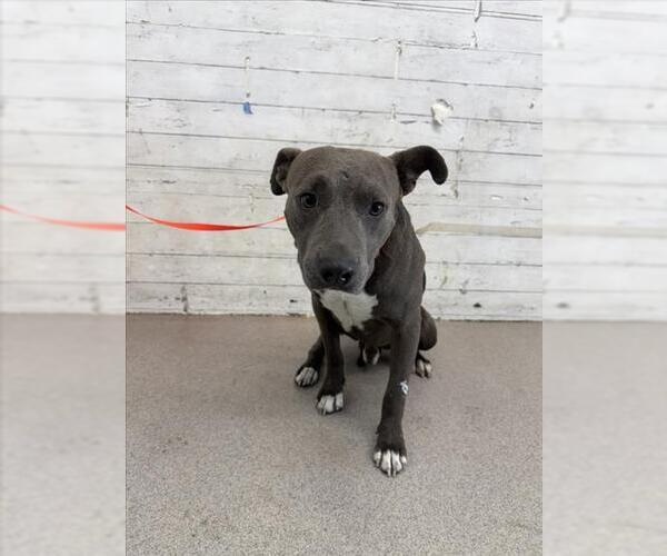 Medium Photo #1 Mutt Puppy For Sale in San Bernardino, CA, USA