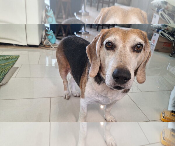 Medium Photo #2 Beagle Puppy For Sale in Tampa, FL, USA