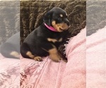 Small #15 Rottweiler