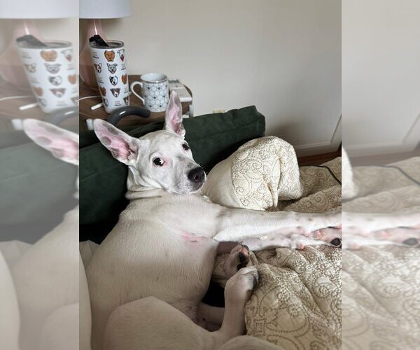 Medium Photo #10 American Pit Bull Terrier-Unknown Mix Puppy For Sale in New York, NY, USA
