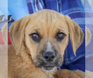 Boxer-Unknown Mix Dogs for adoption in Huntley, IL, USA